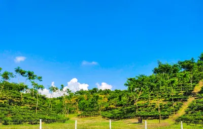 শ্রীমঙ্গল ভ্রমণ গাইড: কোথায় যাবেন, কীভাবে যাবেন ও খরচ কত?